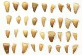 Lot: Assorted Fossil Mosasaur Teeth - Pieces #134103-1